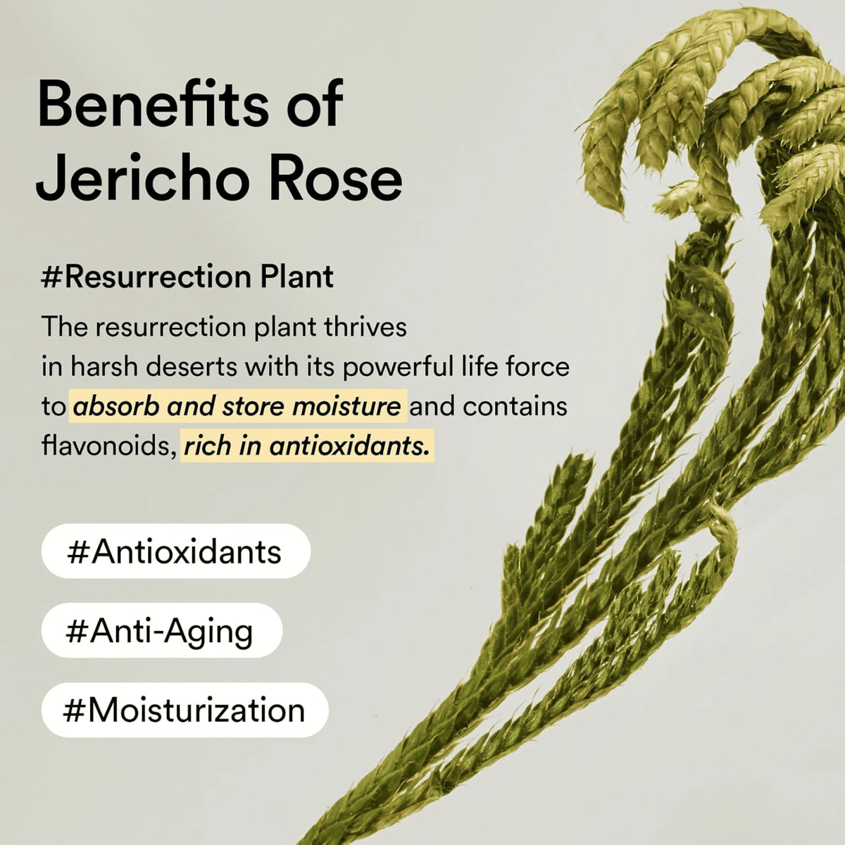 Abib Collagen Eye Crème Jericho Rose Tube 30ml - cosmadic